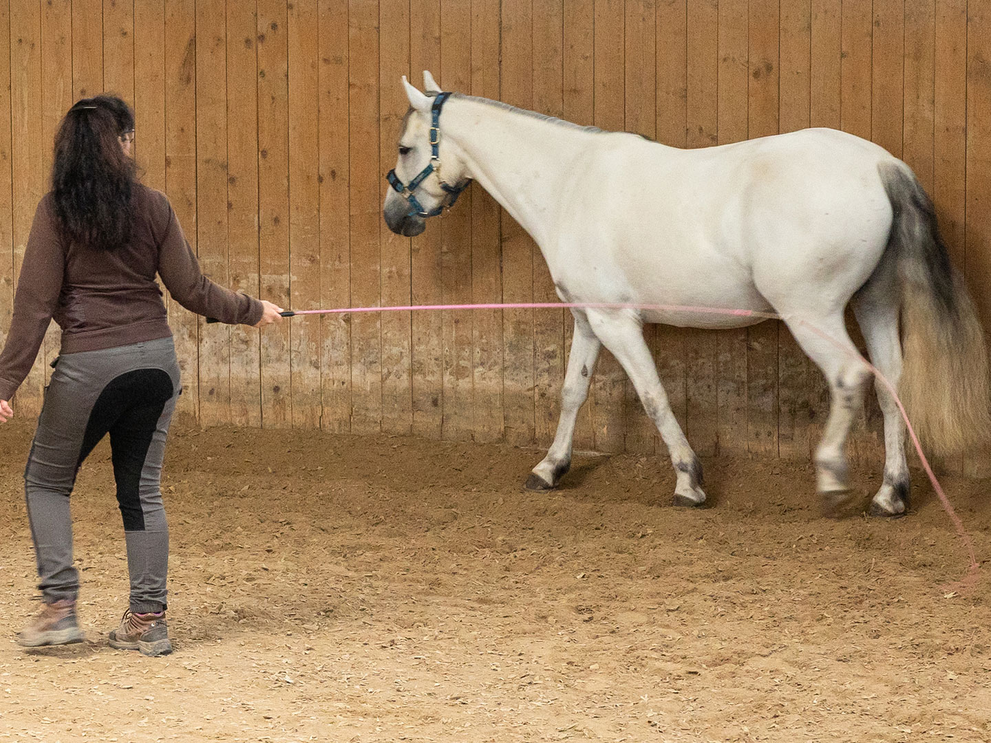 Beurteilung im Freilauf